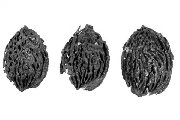 World's Oldest Peach Pits Reveal Juicy Secrets