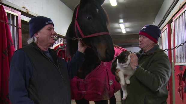 Brian Andrew of Meridian Farms on the left says good barn cats like Simon are key to keeping down rodents which can chew electrical wires