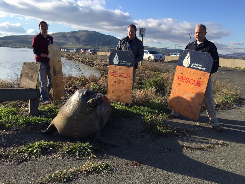 Wayward elephant seal tries to cross Highway 37