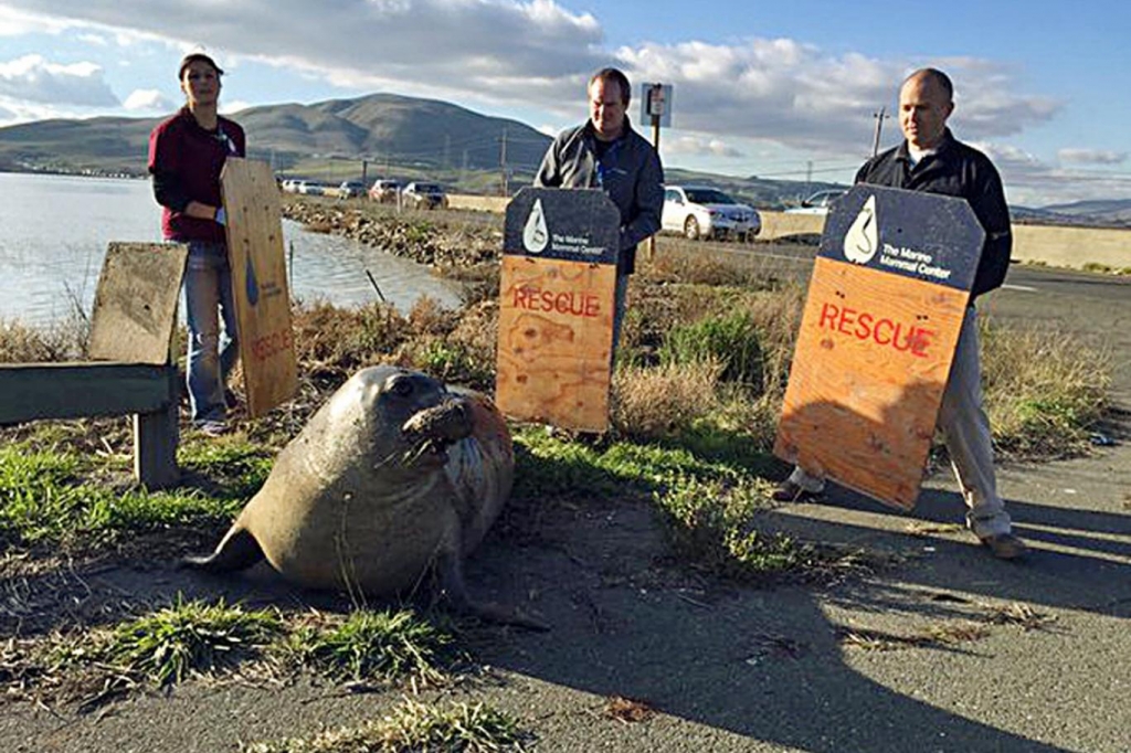 Rescue bid the seal on dry land California Highway Patrol via AP