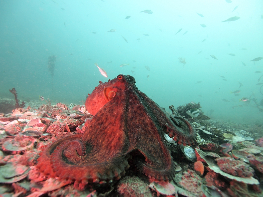 Octopuses Are Surprisingly Social — and Confrontational, Scientists Find