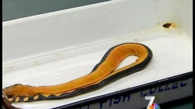 The venomous yellow-belled sea snake washed ashore a California beach this week but did not injury anyone