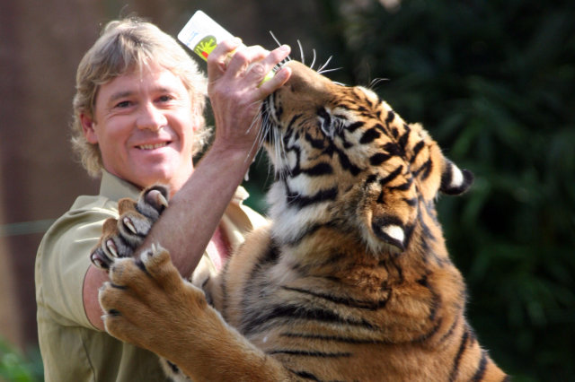 Tiger attacks keeper at Steve Irwin's zoo