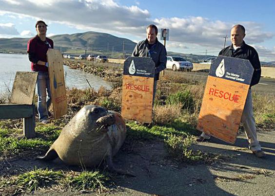 Volunteers try to corral the seal on Highway 37