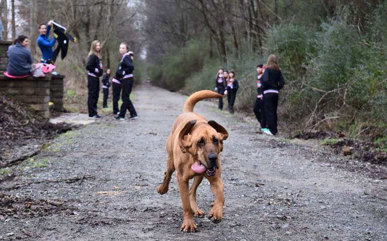 25			jan			2016							Bloodhound Sneaks Out of Yard to Run Half Marathon and Finishes 7th			By Liz Donovan