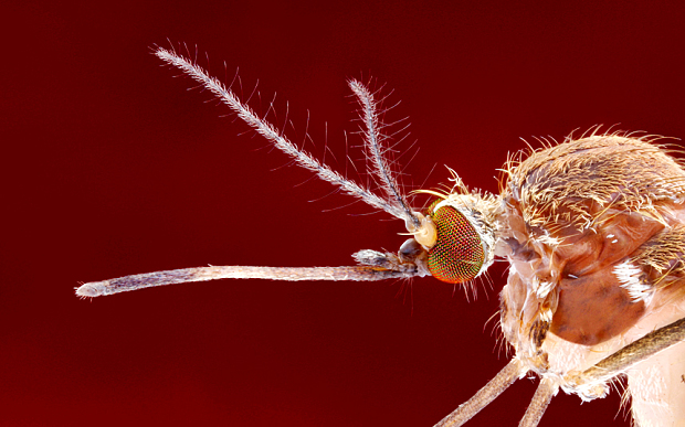 A common'culex mosquito