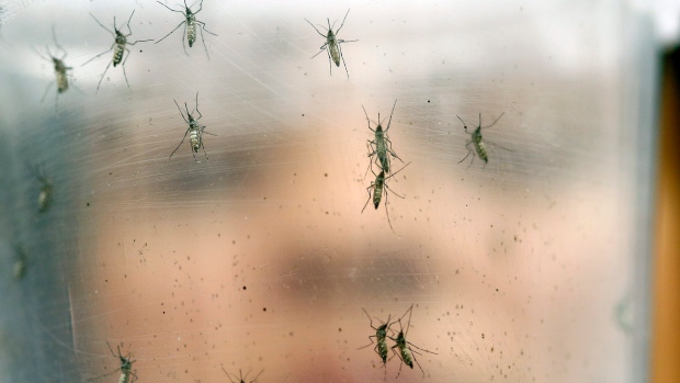 A researcher holds a container with female Aedes aegypti mosquitoes at the Biomedical Sciences Institute in the Sao Paulo's University in Sao Paulo Brazil Monday Jan. 18 2016