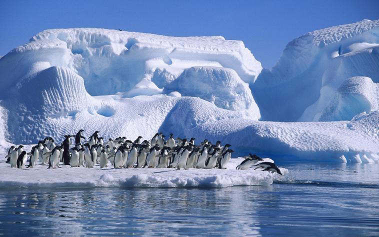 Adelie Penguins diving into the water at Hope Bay Antarctic Peninsula. This