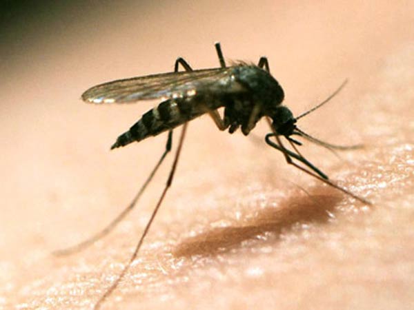 Brazil to work on Zika vaccine