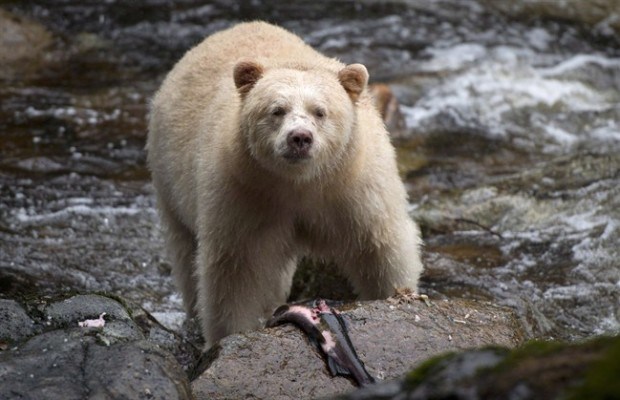 Landmark deal protects huge swath of cental B.C. coast from logging