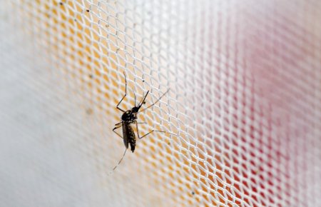 An aedes aegypti mosquitoes is seen in The Gorgas Memorial institute for Health Studies laboratory as they conduct a research on preventing the spread of the Zika virus and other mosquito-borne diseases in Panama City