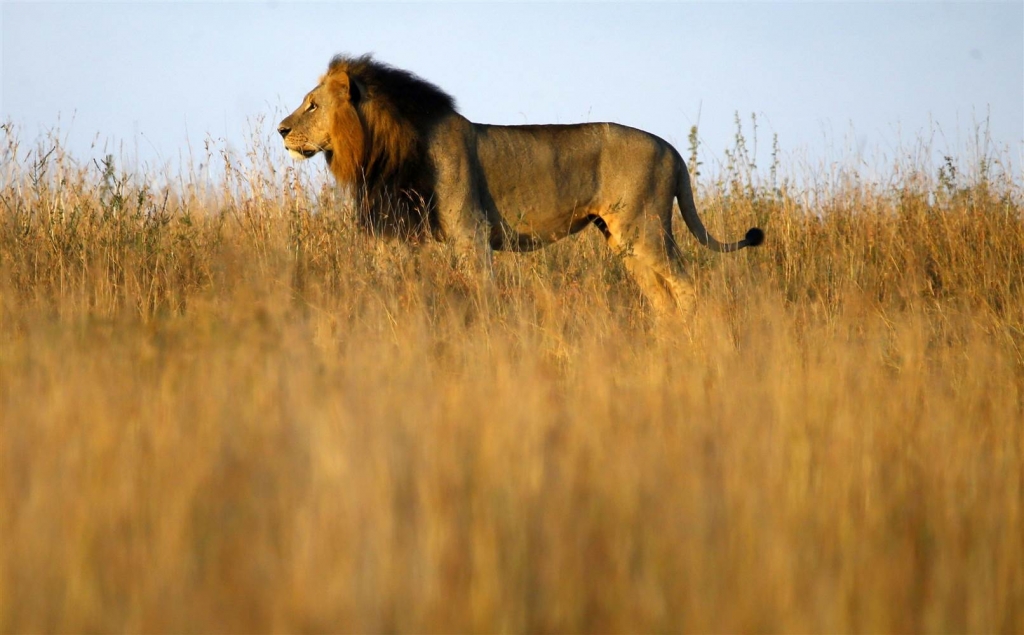 One of the lions at Nairobi's National Park in March 2013. MARKO DJURICA  Reuters