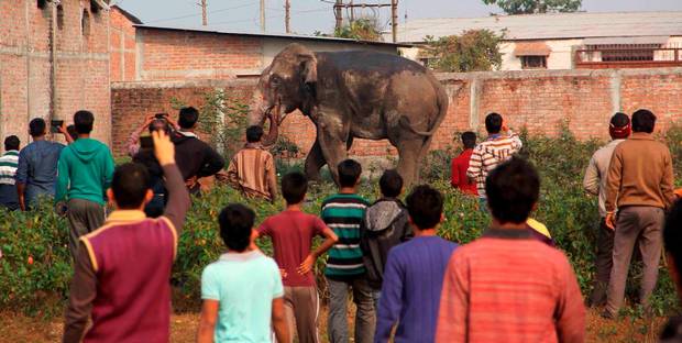 People watch a wild elephant that strayed into the town of Siliguri in West Bengal state India