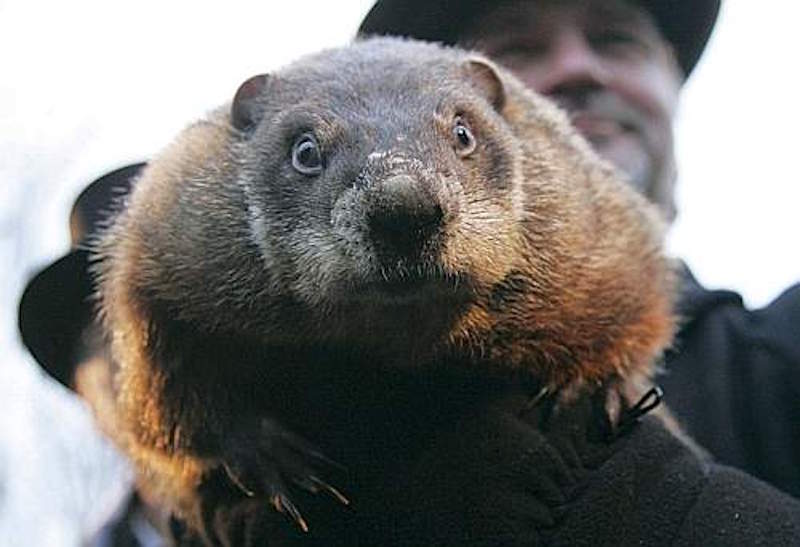 Punxsutawney Phil