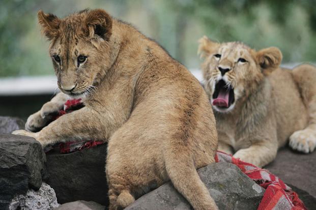 Conservationists confirmed the existence of lions in a remote Alatash National Park in northwest Ethiopia on the border with Sudan