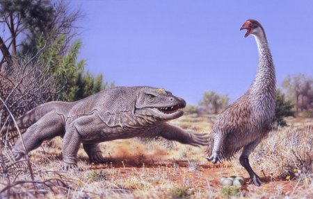 A giant flightless bird known as Genyornis newtoni is surprised on her nest by a 1 ton predatory lizard named Megalania prisca in Australia roughly 50,000 thousand years ago in this illustration courtesy of Peter Trusler Monash University Melbourn