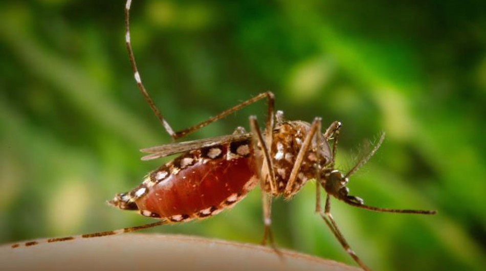 Brazil's Rousseff calls for war on Zika-carrying mosquito