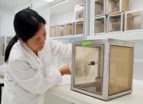 Figure 1. UTMB research associate Ruimei Yun catches some mosquitos with a vacuum device at UTMB's insectary. 
Source UTMB