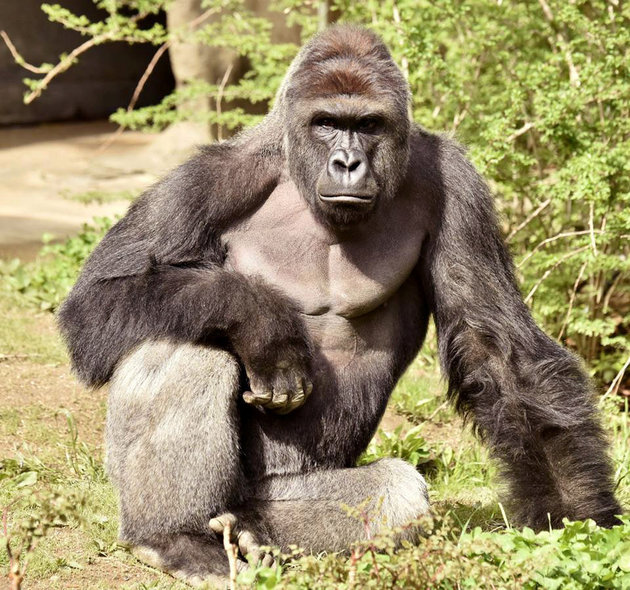 Handout.  Reuters
17-year-old Harambe was shot dead by keepers