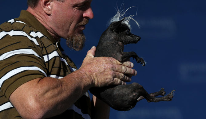 'World's Ugliest Dog' looks like Donald Trump? You decide