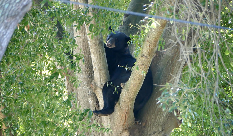 65279;A Florida black bear lounges in a tree across the street from Adventure Island in Tampa on Tuesday. It was tranquilized and removed by state wildlife officials. All of this happened on the eve of the vote on whether Florida would host a second ann