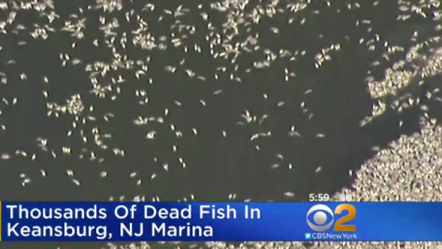 Thousands of dead fish wash into a New Jersey marina.                                   
           CBS New York