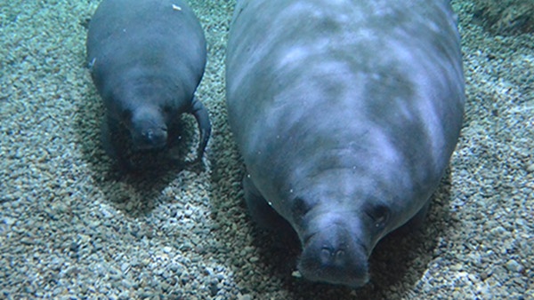 Man arrested after taunting police while riding a manatee