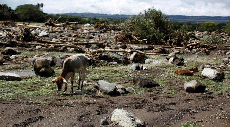 Cattle are seen area damaged by a landside after Hurricane Otto hit in Guayabo de Bagaces Costa Rica