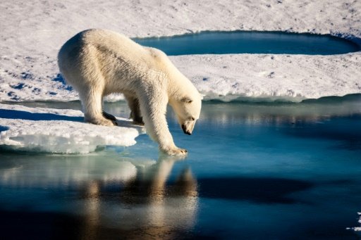 There is a 70% chance that the global polar bear population estimated at 26,000 will decline by more than 30% over the next 35 years according to the latest assessment.- AFP File