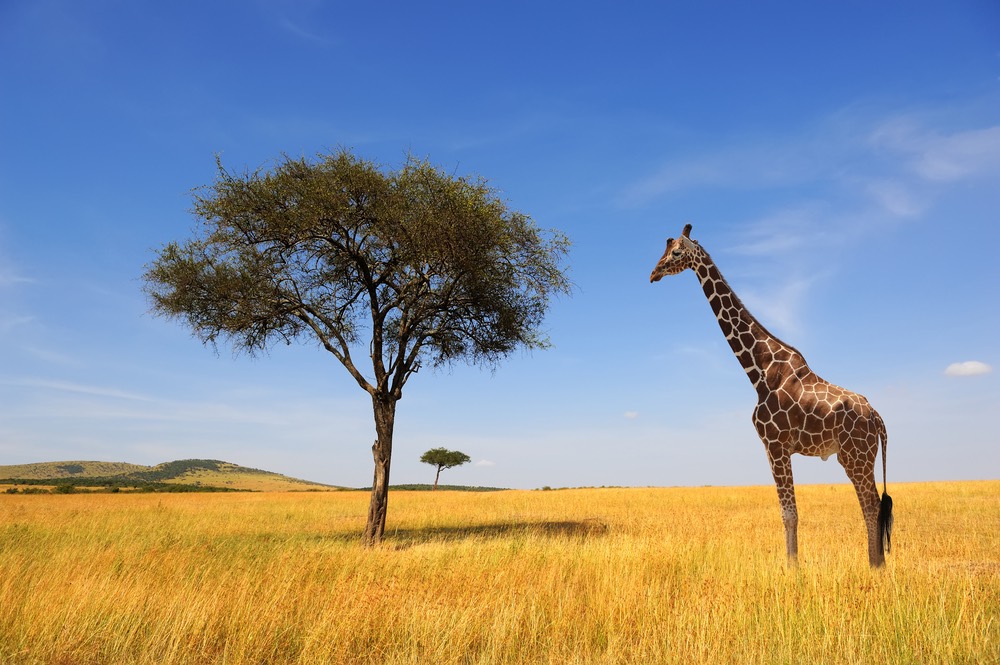 Giraffes Are Threatened with Extinction