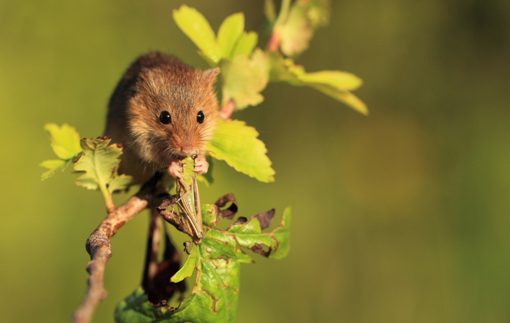 Researchers claim to have found brain cells responsible for hunting behaviours