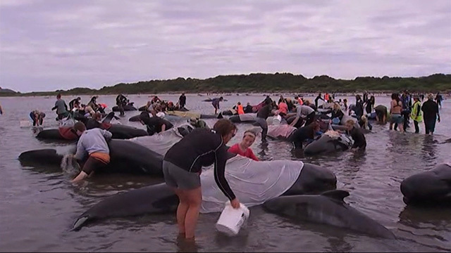 Hundreds of whales dead after mass stranding in New Zealand