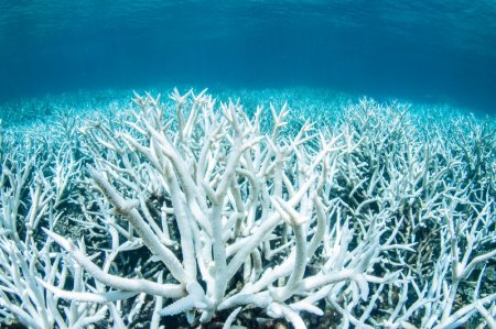 The Great Barrier Reef has been hit by mass bleaching for the second year in a row