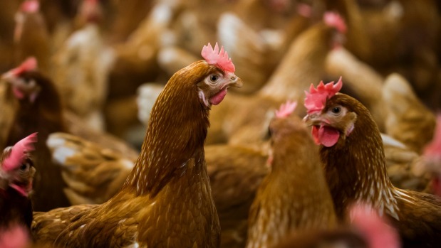 Brazil exported US$6.9 billion of poultry and $5.5 billion of beef worldwide last year according to industry groups