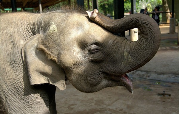 File Elephants hardly ever sleep in the wild getting around two hours of shut-eye per night and only in the wee hours of the morning