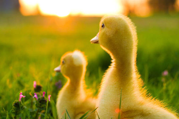 Ducklings