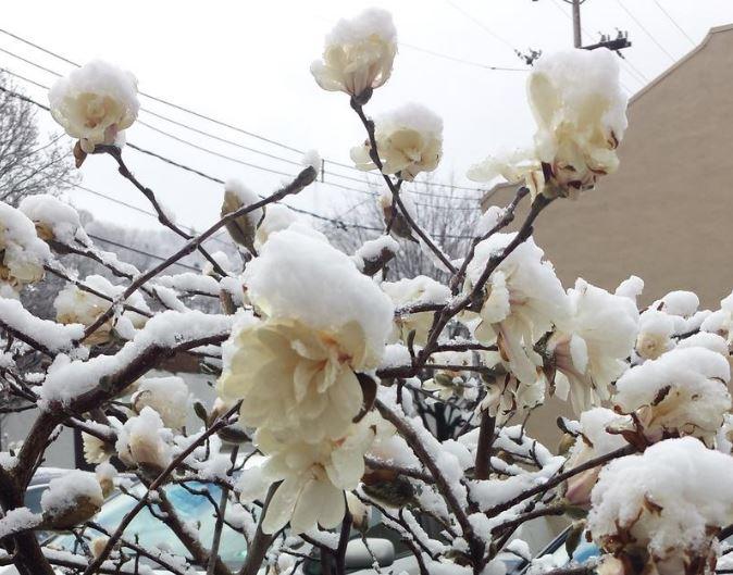 Snow covers early blooms in Pittsburgh after a late-season snowfall last week