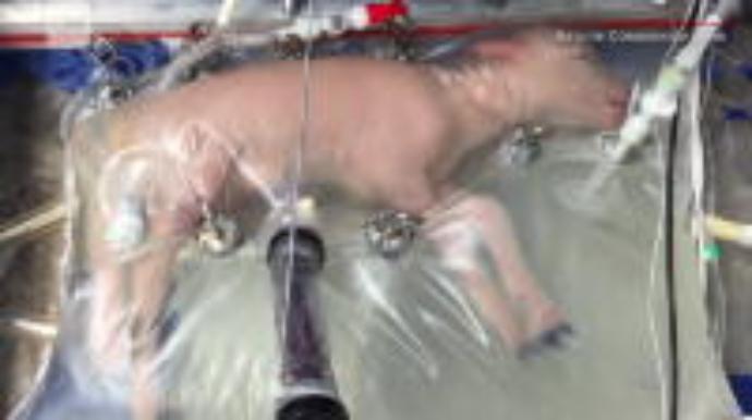 Premature lambs kept alive in 'plastic bag' womb