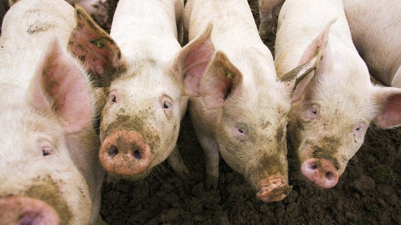 CRISPR makes piglets that may be better organ donors for humans