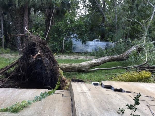 An uprooted tree in Sarasota