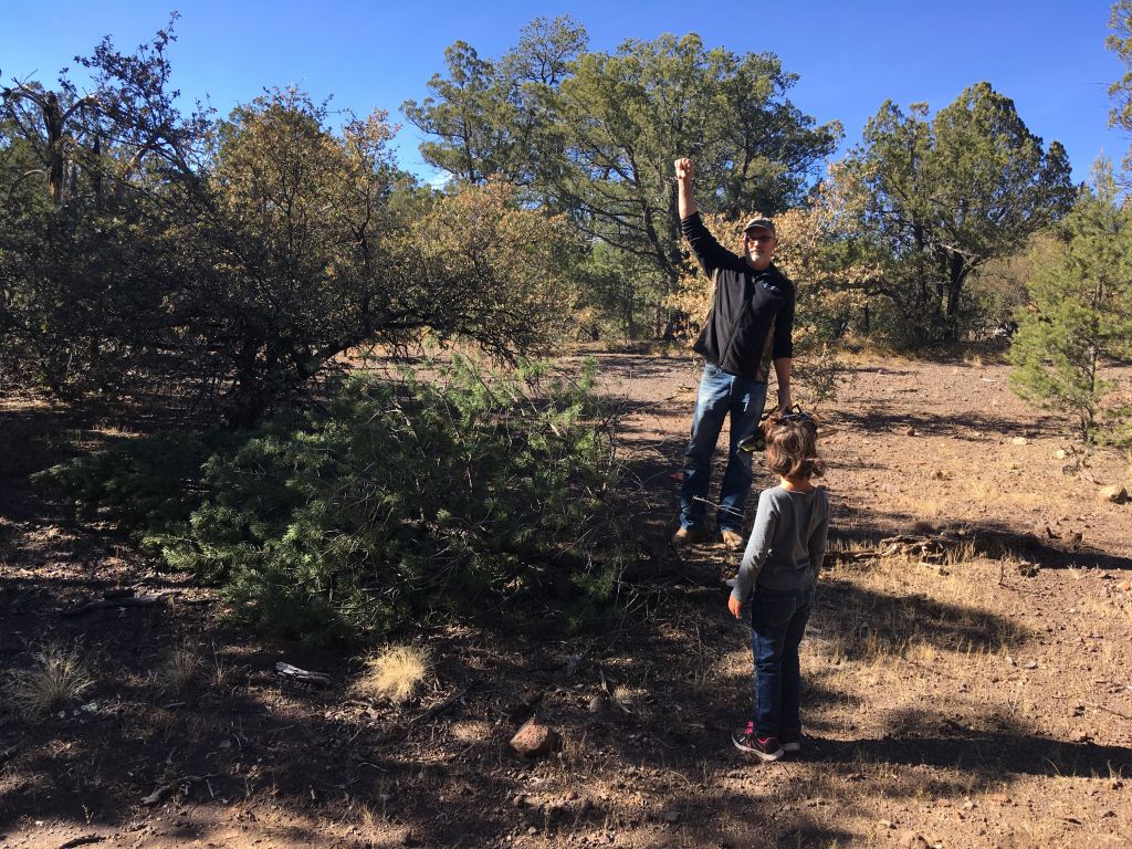 Eddie Vinson raises a fist after felling the family Christmas tree in the Gila National Forest this year while daughter Lena looks on. The Vinsons have made choosing a Christmas tree from the Gila National Forest a tradition every year