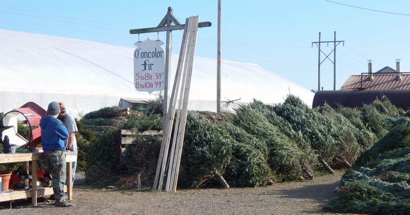 Why Are Natural Christmas Trees So Expensive This Year?