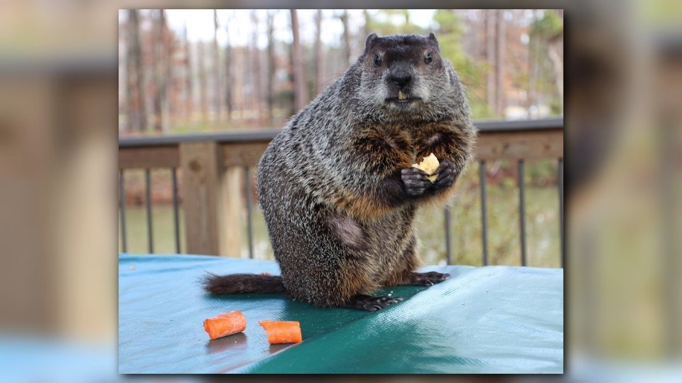 Punxsutawney Phil's Hampton Roads rival Chesapeake Chuck calls the Virginia Living Museum home