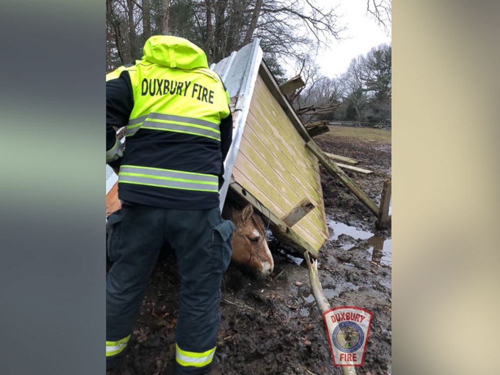 Duxbury Massachusetts work to rescue a horse under a structure that collapsed during storm