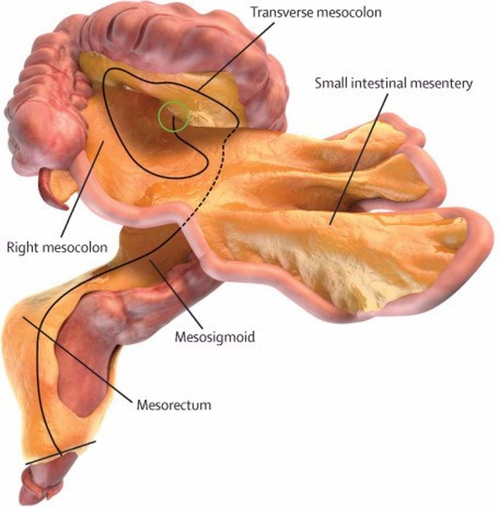 Healthcare      Scientists discover human interstitium organ
     
     
        By Ashwini Dhamanwar