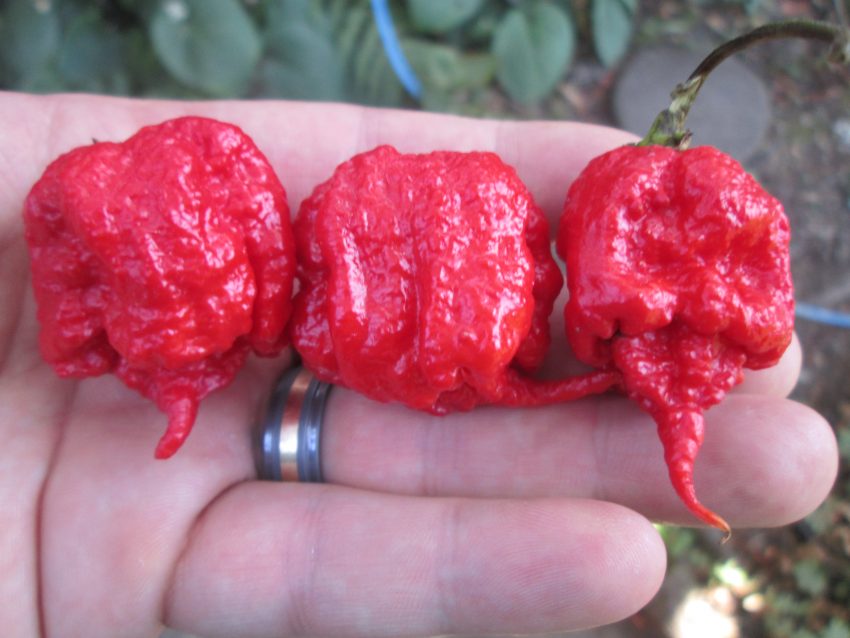 He ate the world's hottest pepper and landed in the hospital with thunderclap headaches