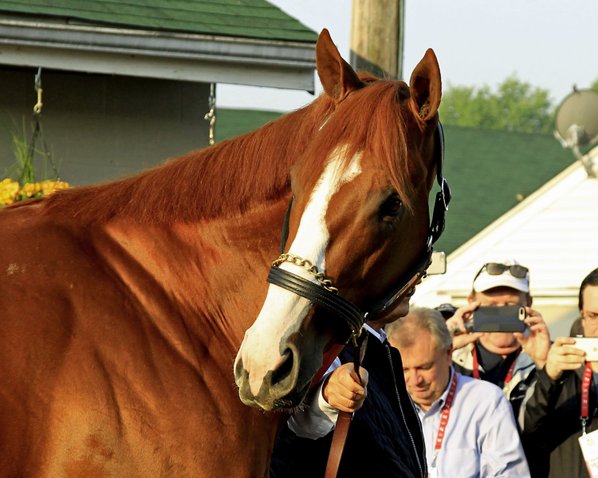 Kentucky Derby winner Justify checks out the crowd outside Barn 33 at Churchill Downs in Louisville Ky. Sunday