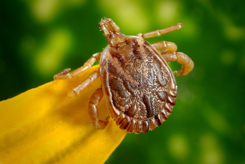 Permethrin-Treated Clothing May Disable Ticks, Study Finds