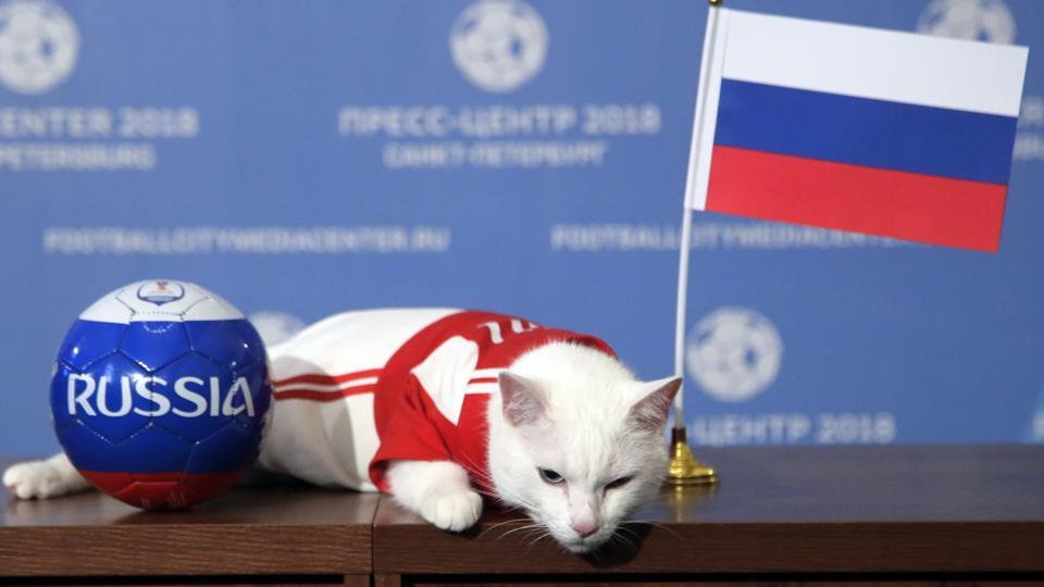 Achilles the cat lies on a table after attempting to predict the result of the opening match of the FIFA World Cup 2018