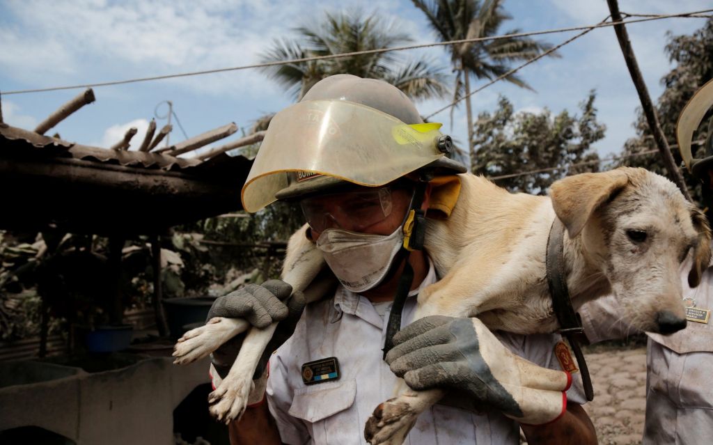 A firefighter carries a dog at an area affected by the eruption of the Fuego volcano in the community of San Miguel Los Lotes in Escuintla